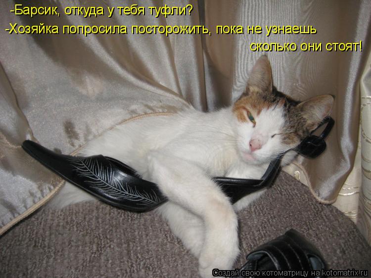 Котоматрица: -Барсик, откуда у тебя туфли? -Хозяйка попросила посторожить, пока не узнаешь  сколько они стоят!