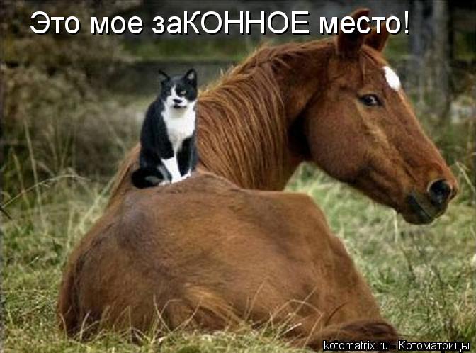 Это мое заКОННОЕ место!... Котоматрица: Это мое заКОННОЕ место!