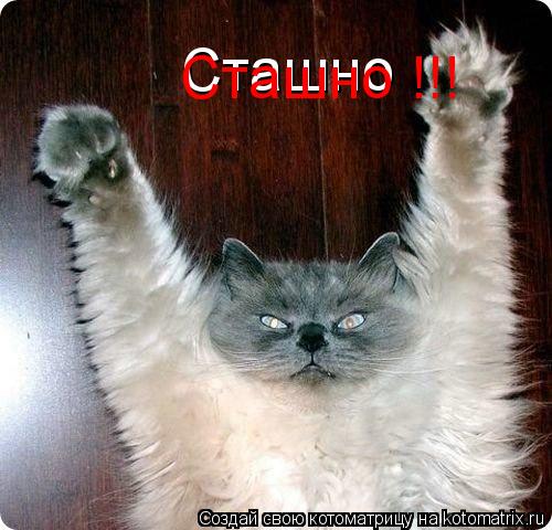 Котоматрица: Сташно Сташно !!!