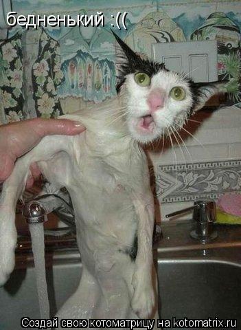 бедненький :((... Котоматрица: бедненький :((