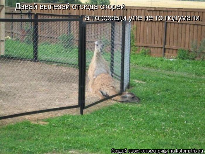 Давай вылезай отсюда скорей, а то соседи уже не то подумали.... Котоматрица: Давай вылезай отсюда скорей, а то соседи уже не то подумали.