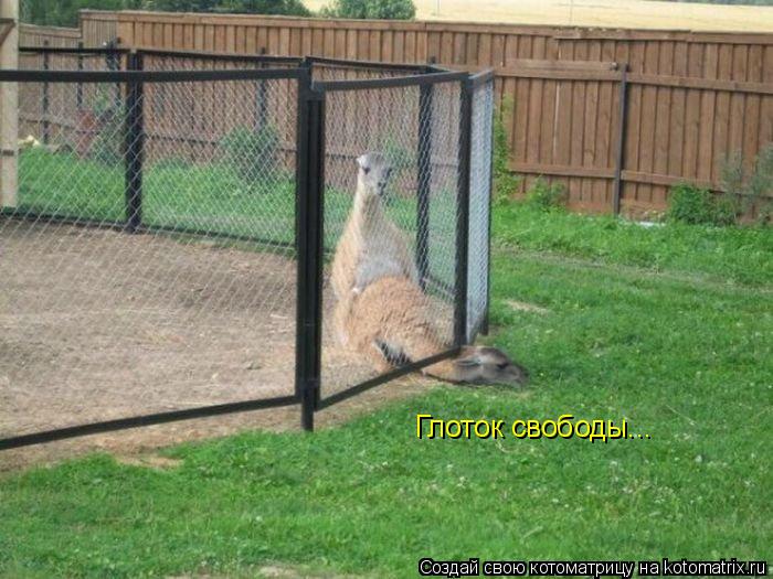 Котоматрица: Глоток свободы...