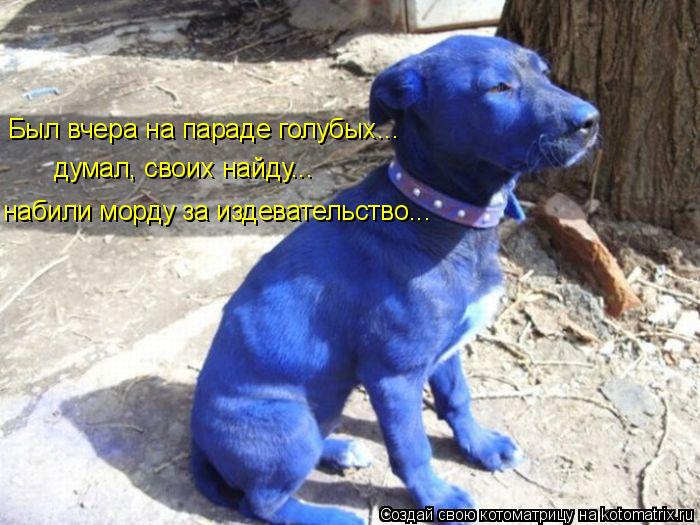 Котоматрица: Был вчера на параде голубых... думал, своих найду... набили морду за издевательство...