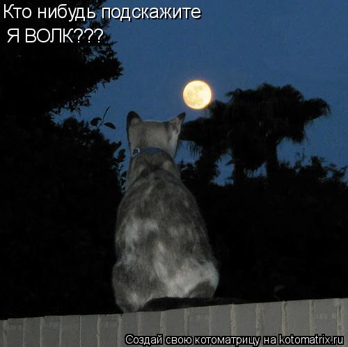 Котоматрица: Кто нибудь подскажите Я ВОЛК???