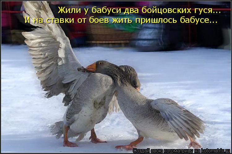 Котоматрица: Жили у бабуси два бойцовских гуся... И на ставки от боев жить пришлось бабусе...