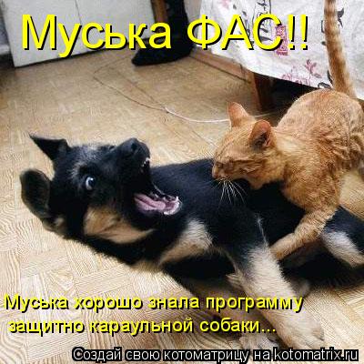 Котоматрица: Муська ФАС!! Муська хорошо знала программу защитно караульной собаки...