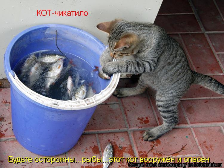 КОТ-чикатило Будьте осторожны...рыбы...этот кот вооружён и опасен... Котоматрица: КОТ-чикатило Будьте осторожны...рыбы...этот кот вооружён и опасен