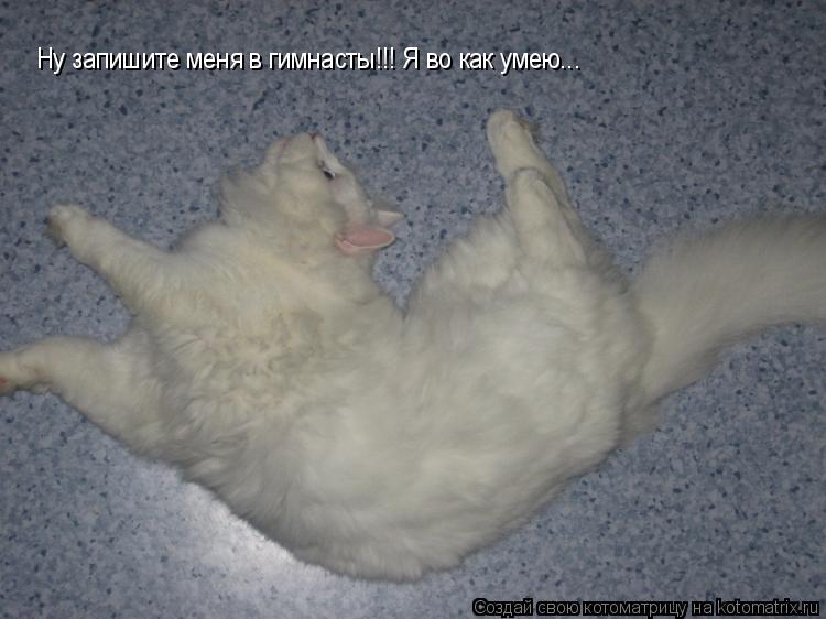 Котоматрица: Ну запишите меня в гимнасты!!! Я во как умею...