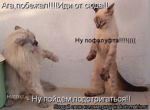 Котоматрица: - Ну пойдём,подстригаться!! Ага,побежал!!!!Иди от сюда!! Ну пофалуфта!!!!((((