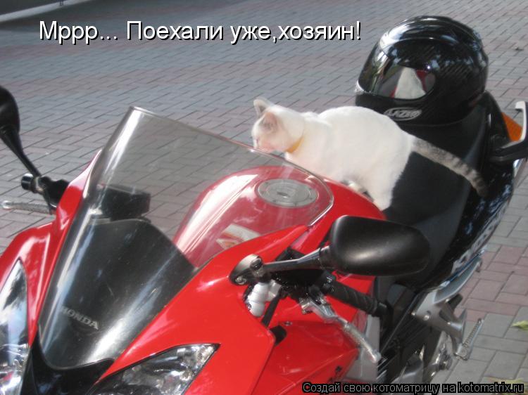 Котоматрица: Мррр... Поехали уже,хозяин!