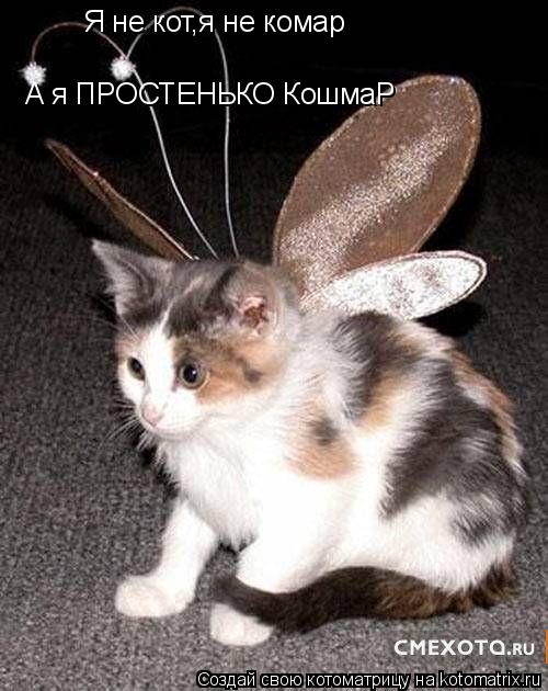 Котоматрица: Я не кот,я не комар А я ПРОСТЕНЬКО КошмаР