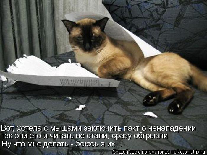 Вот, хотела с мышами заключить пакт о ненападении, Ну что мне делать - боюсь я их... так они его и чи... Котоматрица: Вот, хотела с мышами заключить пакт о ненападении, Ну что мне делать - боюсь я их... так они его и читать не стали, сразу обгрызли.