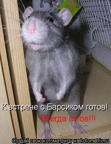 Котоматрица: К встрече с Барсиком готов! Всегда готов!!!