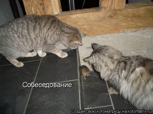 Котоматрица: Собеседование