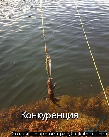 Котоматрица: Конкуренция