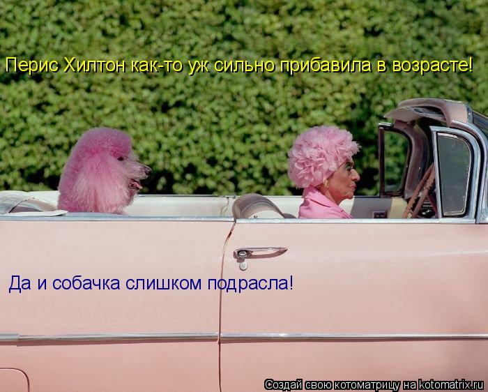 Котоматрица: Перис Хилтон как-то уж сильно прибавила в возрасте! Да и собачка слишком подрасла!