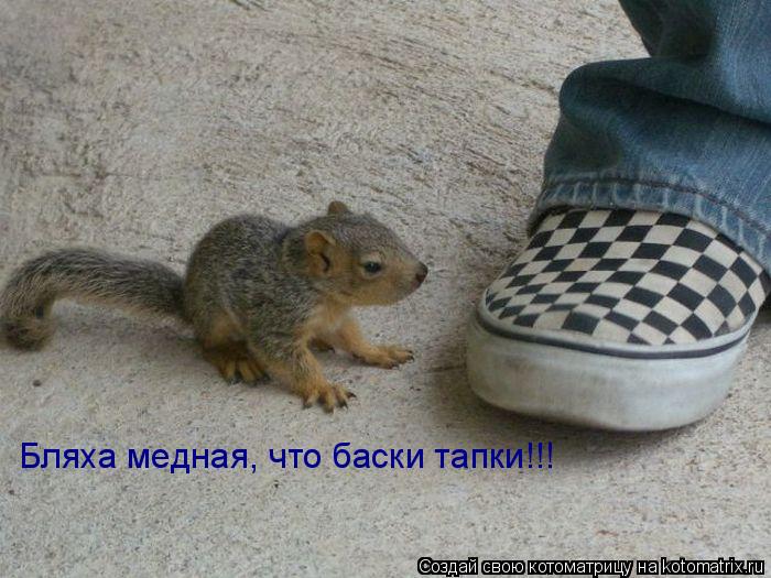 Котоматрица: Бляха медная, что баски тапки!!!