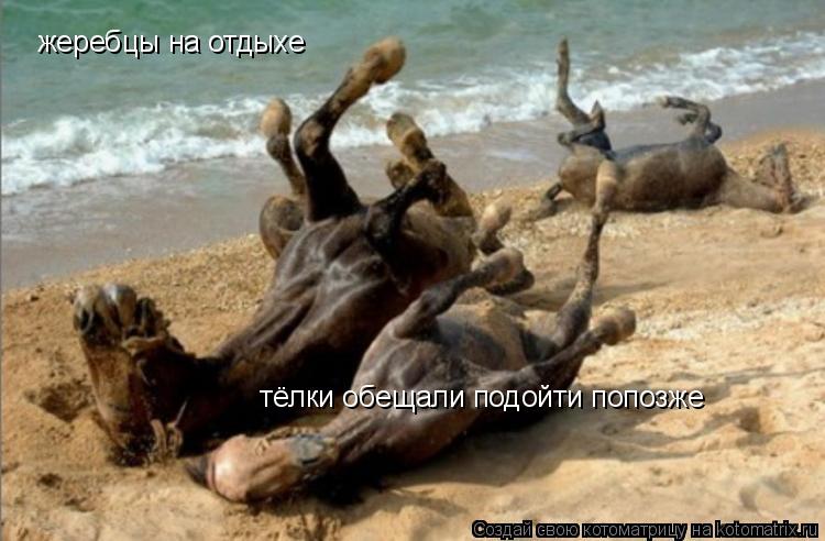 Котоматрица: жеребцы на отдыхе тёлки обещали подойти попозже