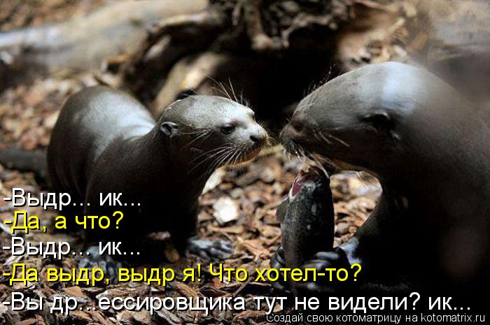 Котоматрица: -Выдр... ик... -Выдр... ик... -Да, а что? -Да выдр, выдр я! Что хотел-то? -Вы др...ессировщика тут не видели? ик...