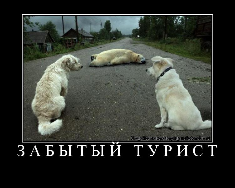 Котоматрица: Забытый турист 