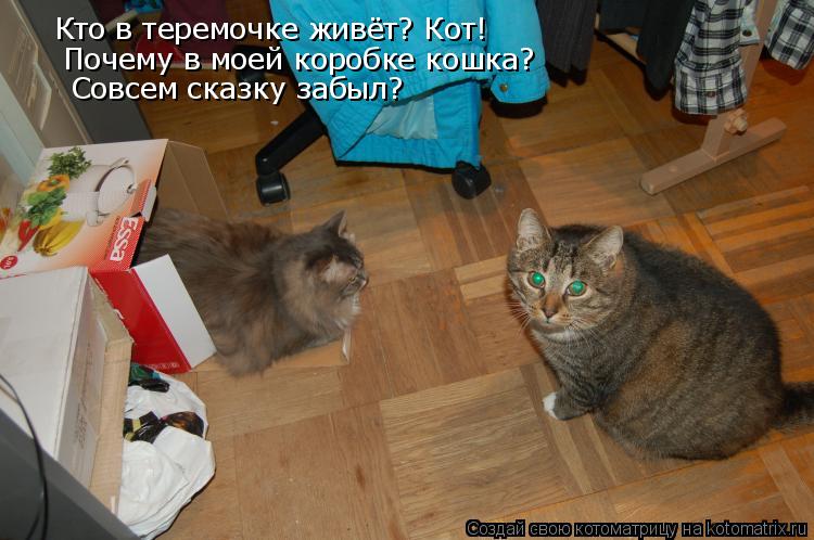Котоматрица: Кто в теремочке живёт? Кот! Почему в моей коробке кошка? Совсем сказку забыл?