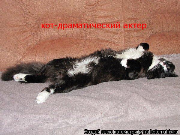 Котоматрица: кот-драматический актер