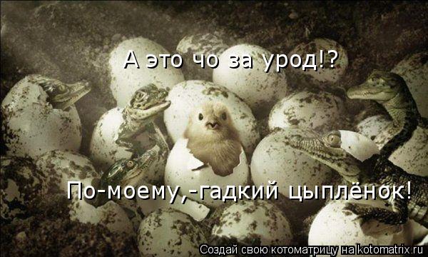 Котоматрица: А это чо за урод!? По-моему,-гадкий цыплёнок!