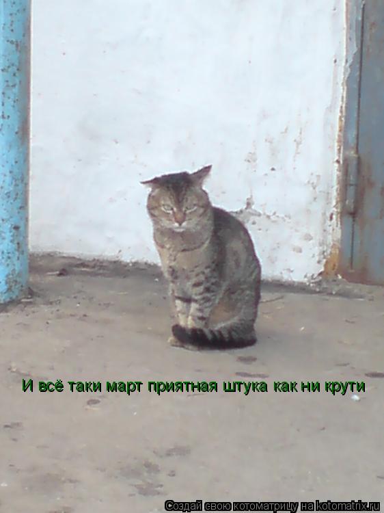Котоматрица: И всё таки март приятная штука как ни крути