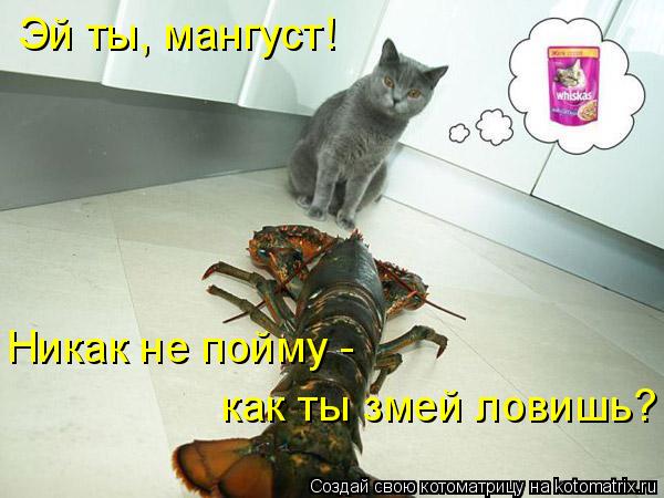 Котоматрица: Эй ты, мангуст!  Никак не пойму -  как ты змей ловишь?