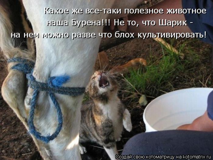 Котоматрица: Какое же все-таки полезное животное наша Бурена!!! Не то, что Шарик -  на нем можно разве что блох культивировать!