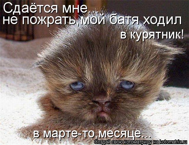 Сдаётся мне... не пожрать,мой батя ходил в курятник! в марте-то,месяце...... Котоматрица: Сдаётся мне... не пожрать,мой батя ходил в курятник! в марте-то,месяце...