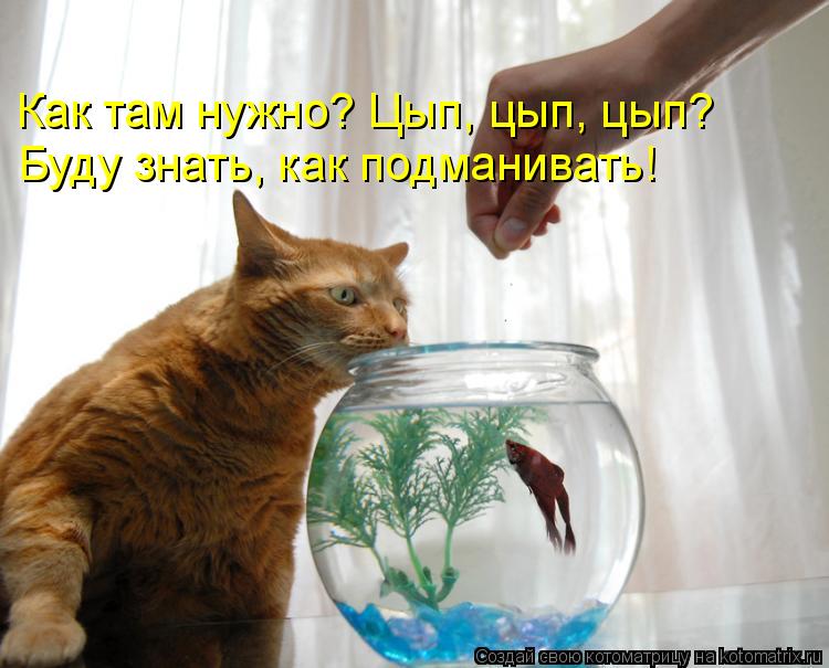 Как там нужно? Цып, цып, цып? Буду знать, как подманивать!... Котоматрица: Как там нужно? Цып, цып, цып? Буду знать, как подманивать!