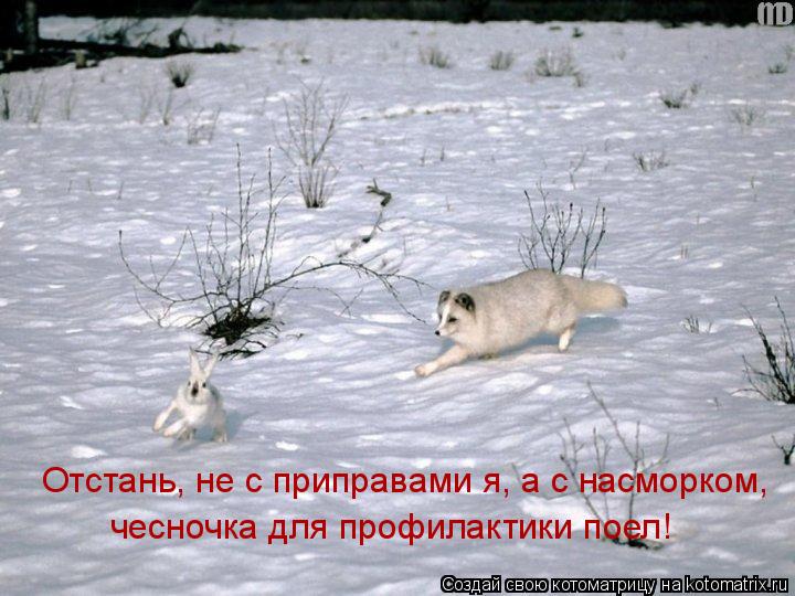 Котоматрица: Отстань, не с приправами я, а с насморком,  чесночка для профилактики поел!