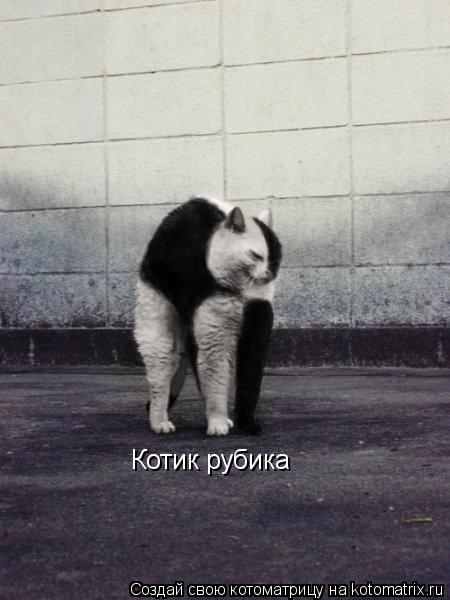Котик рубика... Котоматрица: Котик рубика