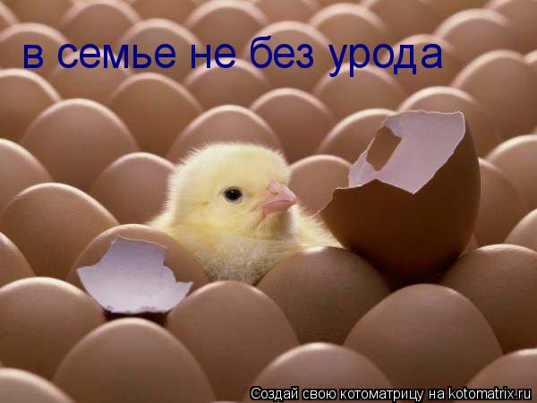 Котоматрица: в семье не без урода