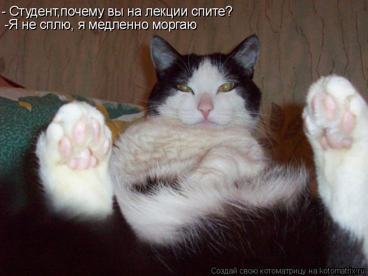 Котоматрица: - Студент,почему вы на лекции спите? -Я не сплю, я медленно моргаю