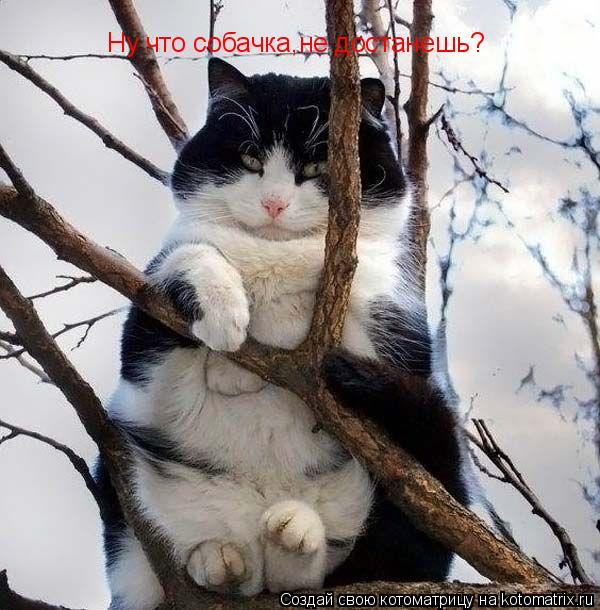 Котоматрица: Ну что собачка,не достанешь?