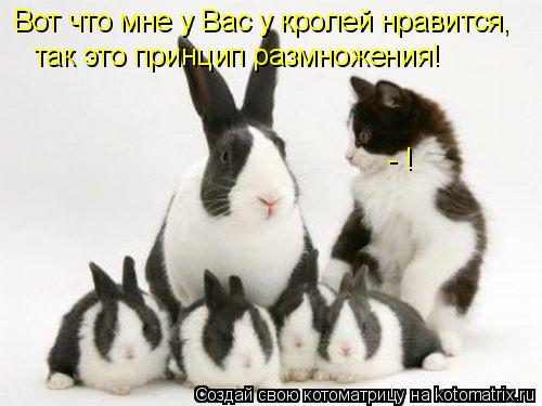 Котоматрица: Вот что мне у Вас у кролей нравится, так это принцип размножения! - !