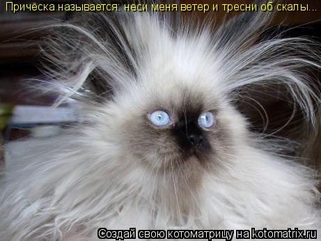 Причёска называется: неси меня ветер и тресни об скалы...... Котоматрица: Причёска называется: неси меня ветер и тресни об скалы...
