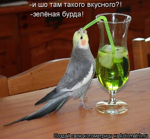-и шо там такого вкусного?! -зелёная бурда!... Котоматрица: -и шо там такого вкусного?! -зелёная бурда!
