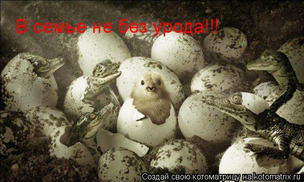 В семье не без урода!!!... Котоматрица: В семье не без урода!!!