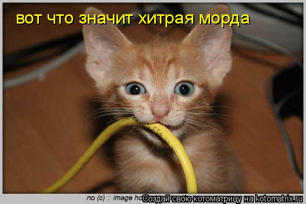 вот что значит хитрая морда... Котоматрица: вот что значит хитрая морда
