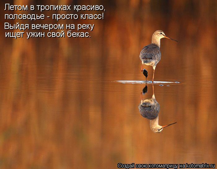 Летом в тропиках красиво, половодье - просто класс! Выйдя вечером на реку ищет ужин свой бекас.... Котоматрица: Летом в тропиках красиво, половодье - просто класс! Выйдя вечером на реку ищет ужин свой бекас.