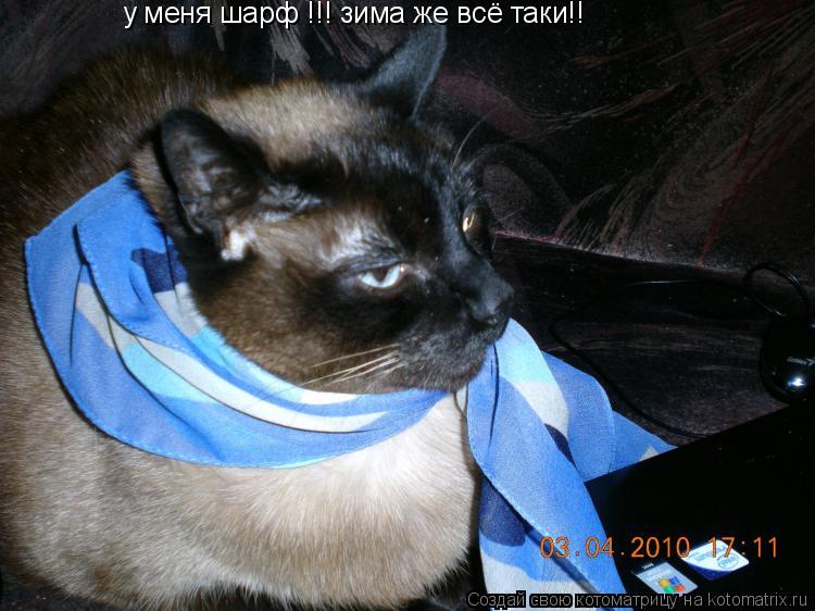 у меня шарф !!! зима же всё таки!!... Котоматрица: у меня шарф !!! зима же всё таки!!