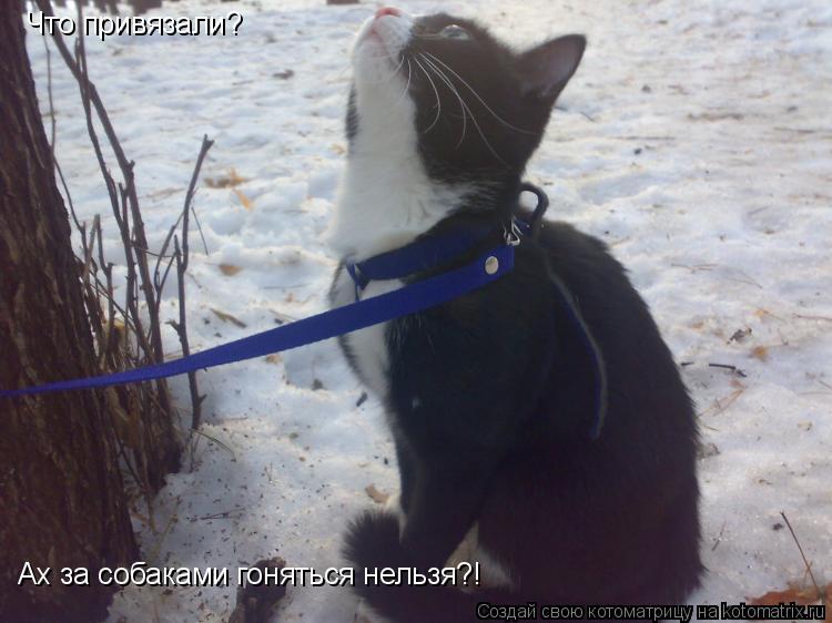 Котоматрица: Что привязали? Ах за собаками гоняться нельзя?!