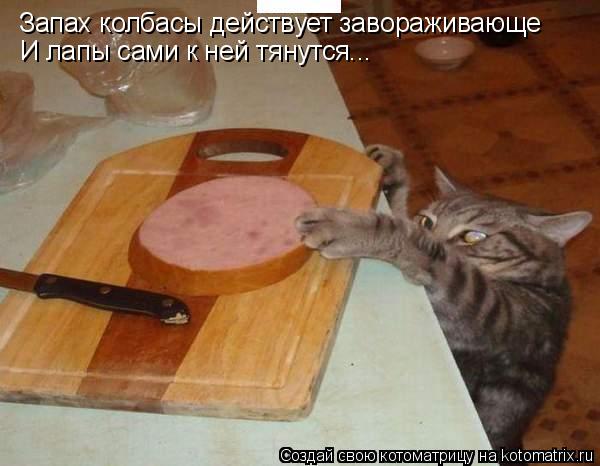 Котоматрица: Запах колбасы действует завораживающе И лапы сами к ней тянутся...