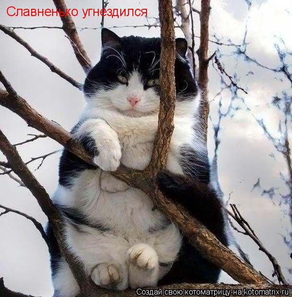 Котоматрица: Славненько угнездился