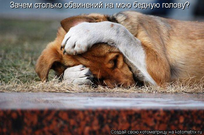 Котоматрица: Зачем столько обвинений на мою бедную голову?