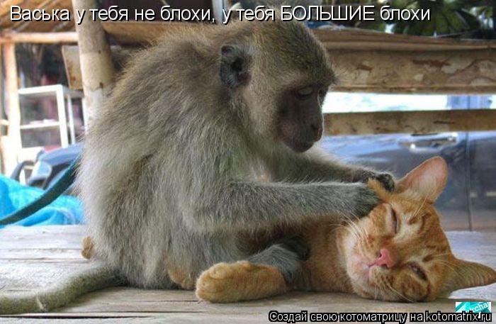 Котоматрица: Васька у тебя не блохи, у тебя БОЛЬШИЕ блохи