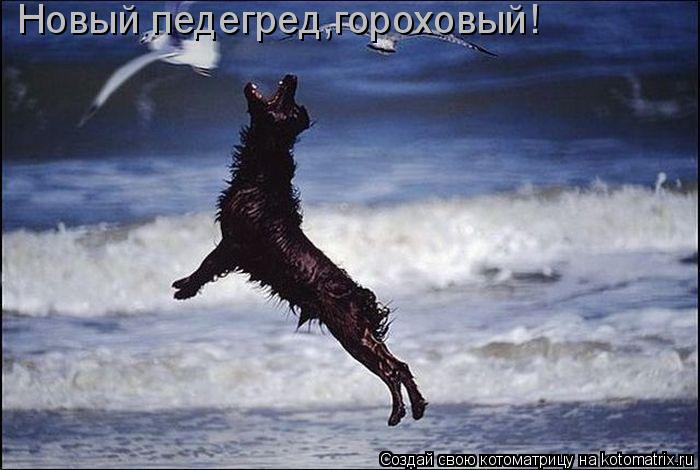 Котоматрица: Новый педегред,гороховый!